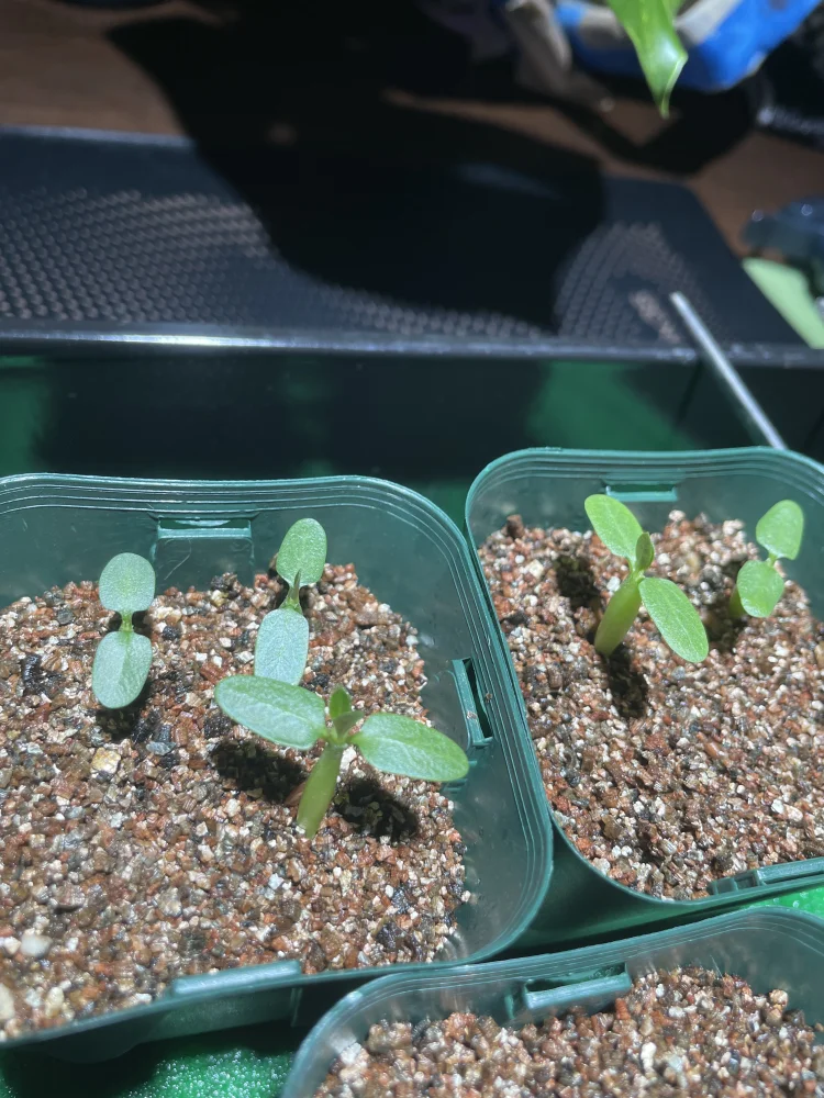 Pachypodium rosulatum var. gracilius Lot. (パキポディウム グラキリス)