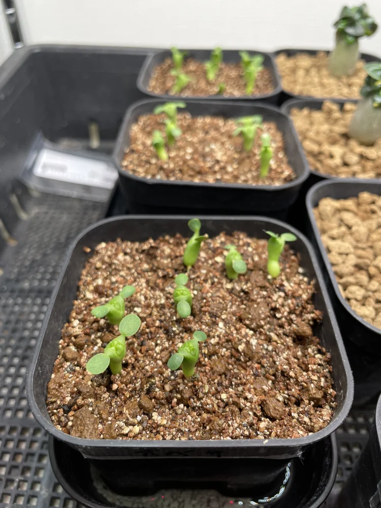 Euphorbia obesa (ユーフォルビア オベサ)