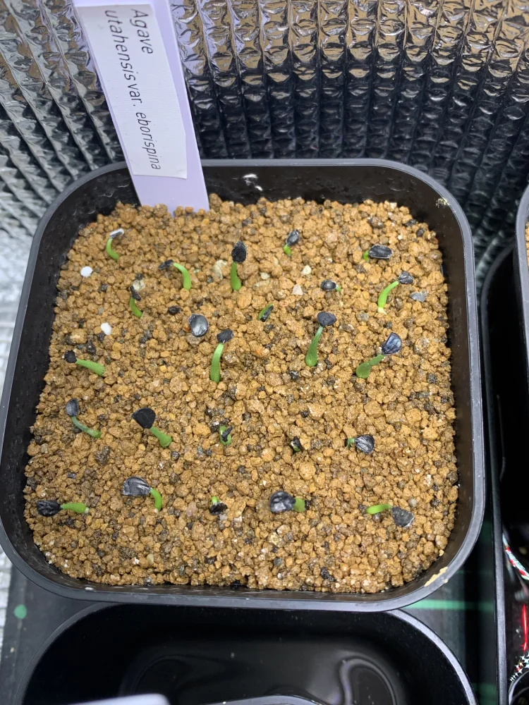 Agave utahensis var. eborispina (アガベ エボリスピナ)