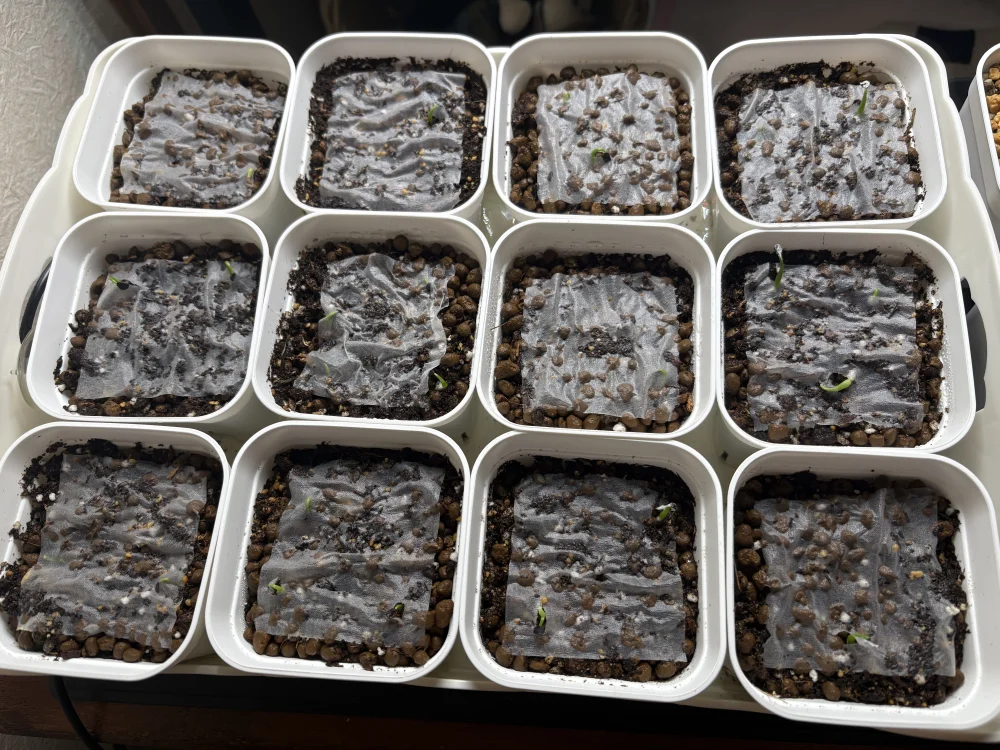 Agave utahensis var. eborispina (アガベ エボリスピナ)