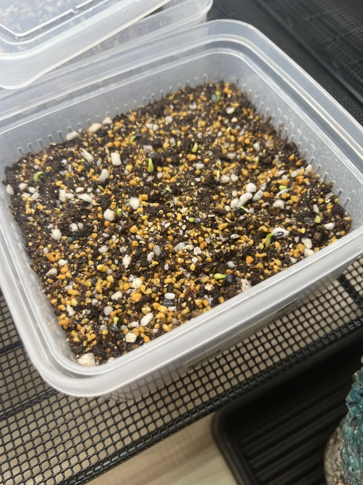 アガベ オテロイ Agave oteroi Lot.2025L