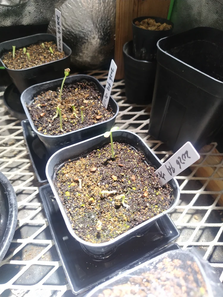 Pachypodium windsorii (パキポディウム ウィンゾリー)