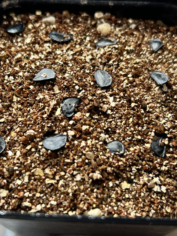 Agave seemanniana Pygmaea (アガベ ピグマエア)