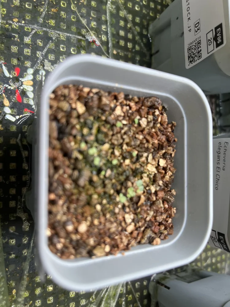 Echeveria simulans  La joya (エケベリア シムランス ラホーヤ)