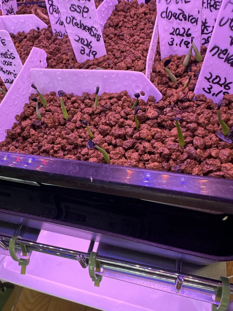 Agave utahensis nevadensis (アガベ ネヴァデンシス)