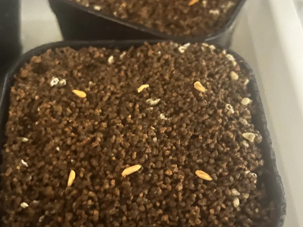 Pachypodium enigmaticum (パキポディウム エニグマチカム)