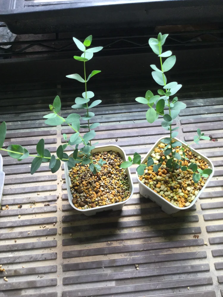 Eucalyptus parvula   small leaved gum (ユーカリ スモールリーブガム)