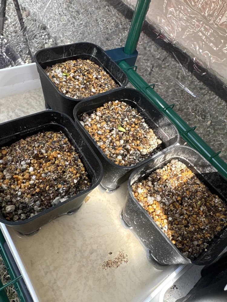 Pachypodium rosulatum var. inopinatum ([プレゼント種子 3月22日まで] パキポディウム イノピナツム)