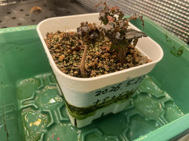Boswellia soconana (ボスウェリア ソコナナ)