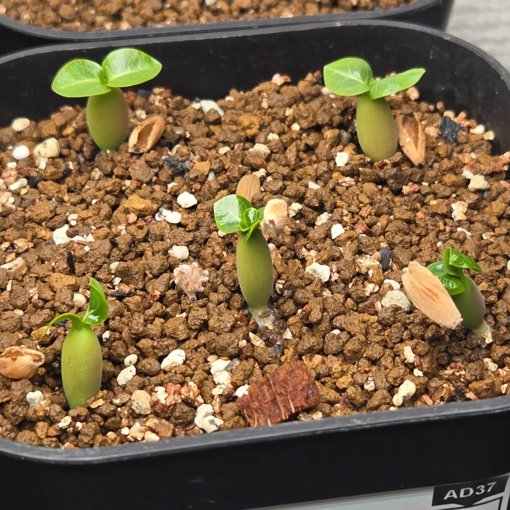 DHA PPL Adenium DHA PPL (アデニウム)