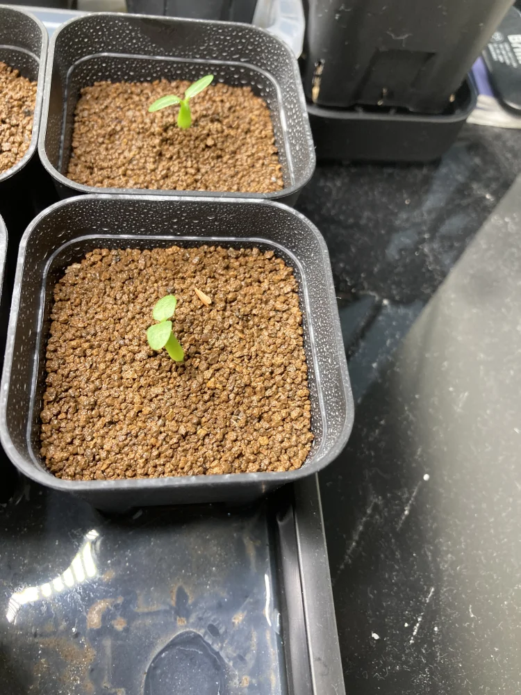 Pachypodium rosulatum var. inopinatum (パキポディウム イノピナツム)