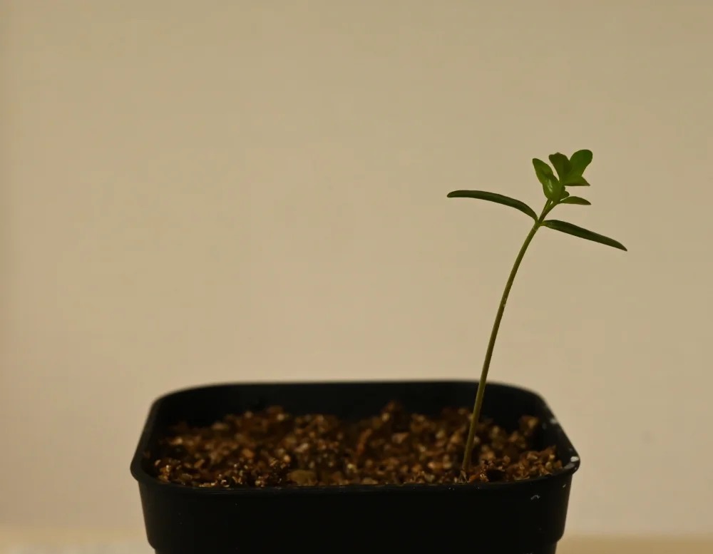 Operculicarya decaryi (オペルクリカリア デカリー)