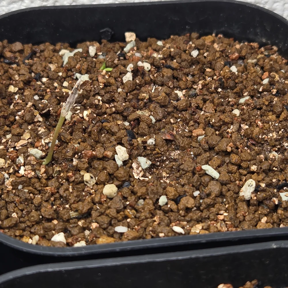 Fouquieria columnaris (フォークイエリア コルムナリス 観峰玉)