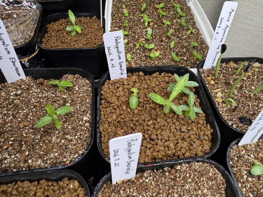 Pachypodium rosulatum var. gracilius Lot. (パキポディウム グラキリス)