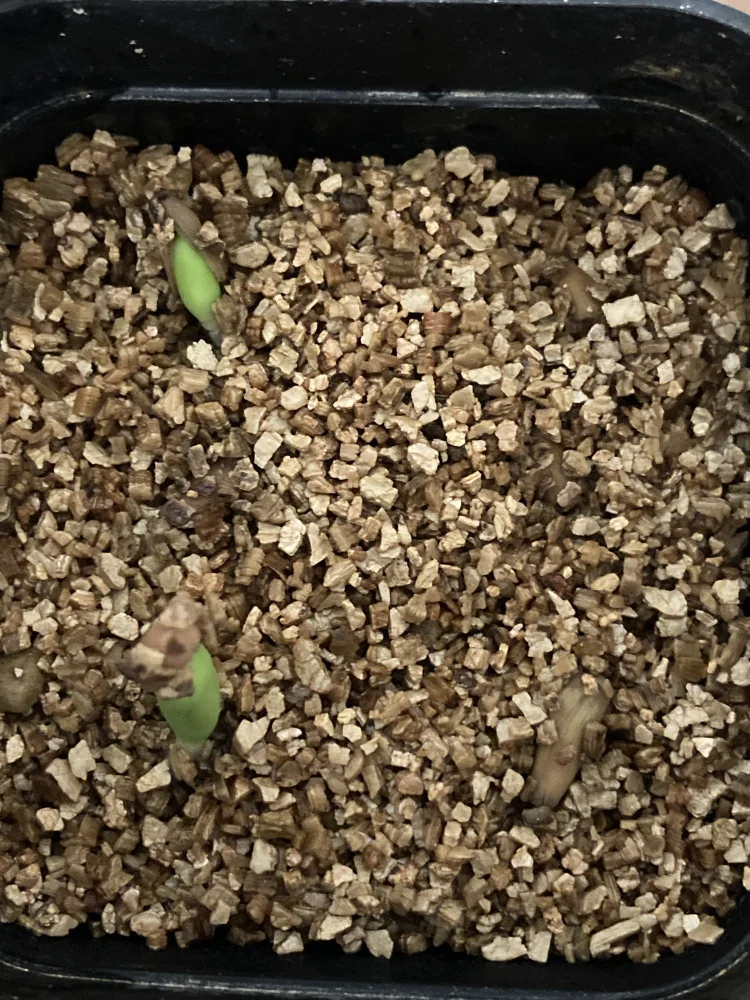 DHA PPL Adenium DHA PPL (アデニウム)