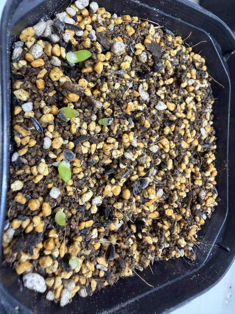 Aloe erinacea var. erinacea (アロエ エリナケア)