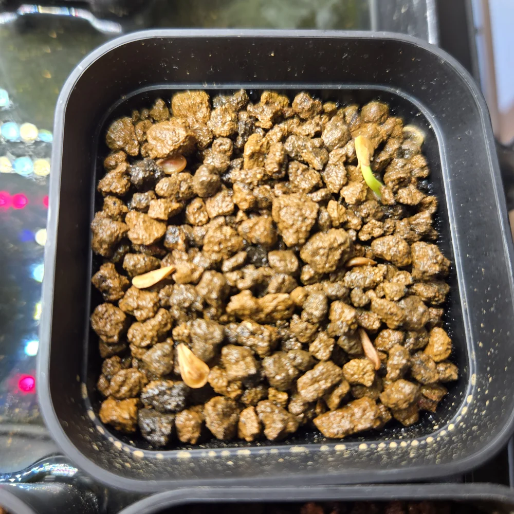 Pachypodium windsorii (パキポディウム ウィンゾリー)