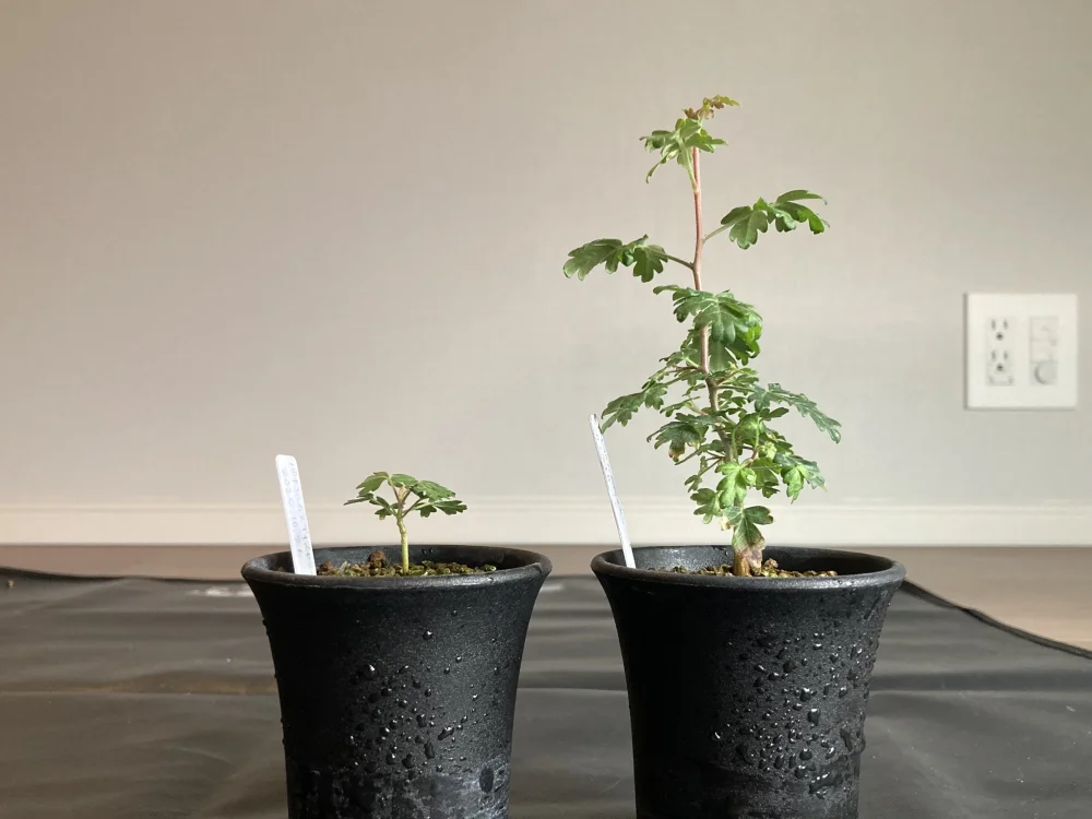 Pachycormus discolor (パキコルムス ディスカラー)