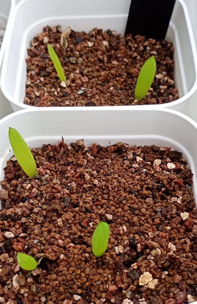 Aloe dichotoma (アロエ ディコトマ)