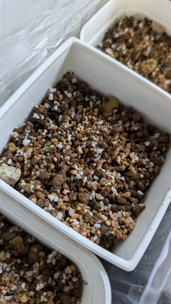 ユーカリ シネレア Eucalyptus cinerea