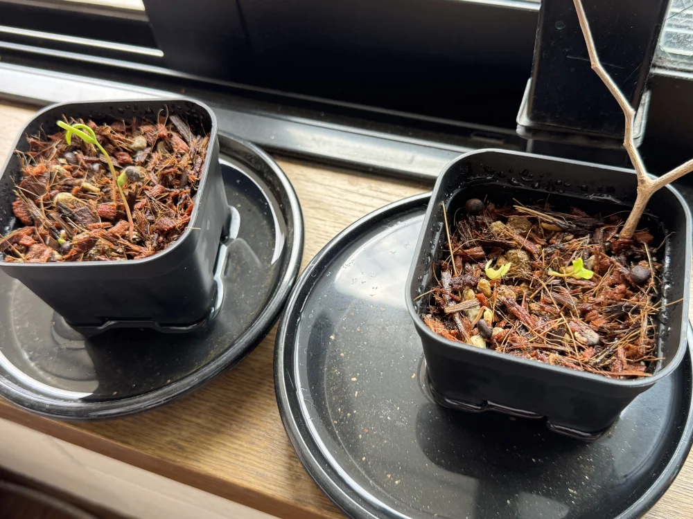 オペルクリカリア パキプス Operculicarya pachypus