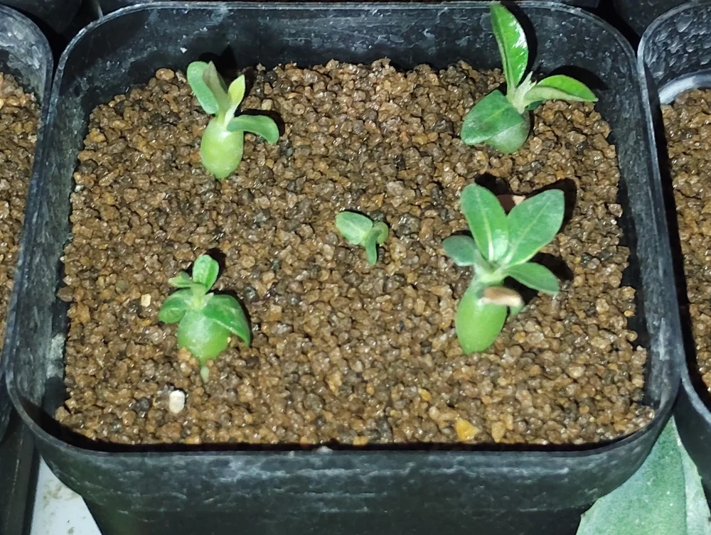 Pachypodium rosulatum ssp. makayense (パキポディウム マカイエンセ)