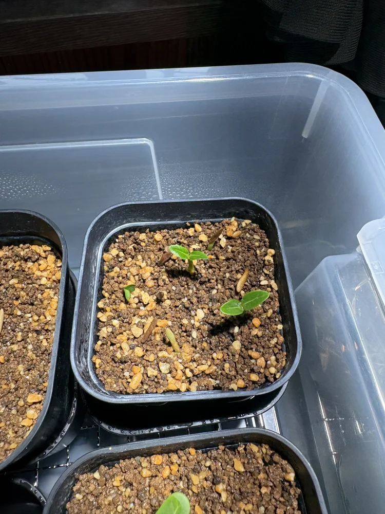 Pachypodium ambongense (パキポディウム アンボンゲンセ)