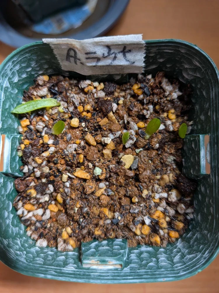 Aloe rauhii (アロエ ラウヒー)