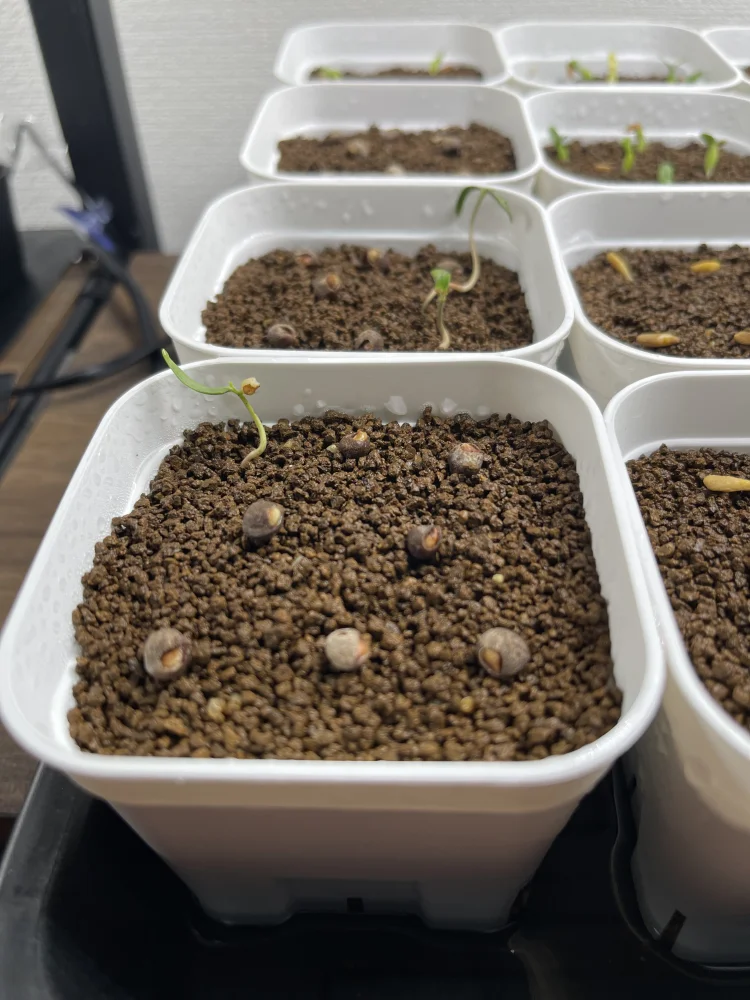 Operculicarya hyphaenoides (オペルクリカリア ヒファエノイデス)