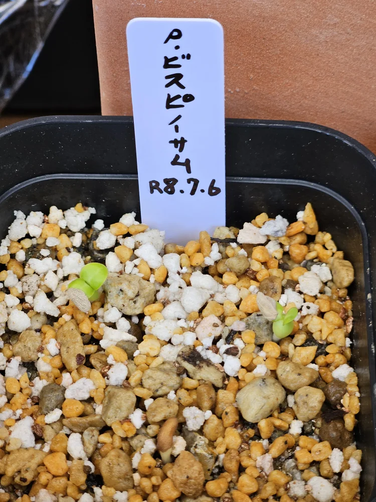 Pachypodium bispinosum (パキポディウム ビスピノーサム)