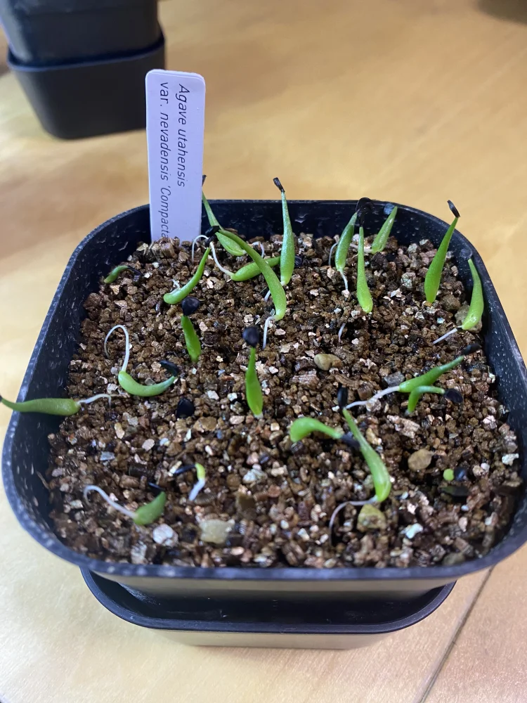 アガベ ネバデンシス コンパクタ Agave utahensis v. nevadensis Compacta