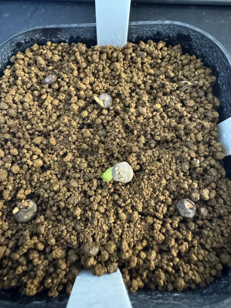 Operculicarya pachypus (オペルクリカリア パキプス)