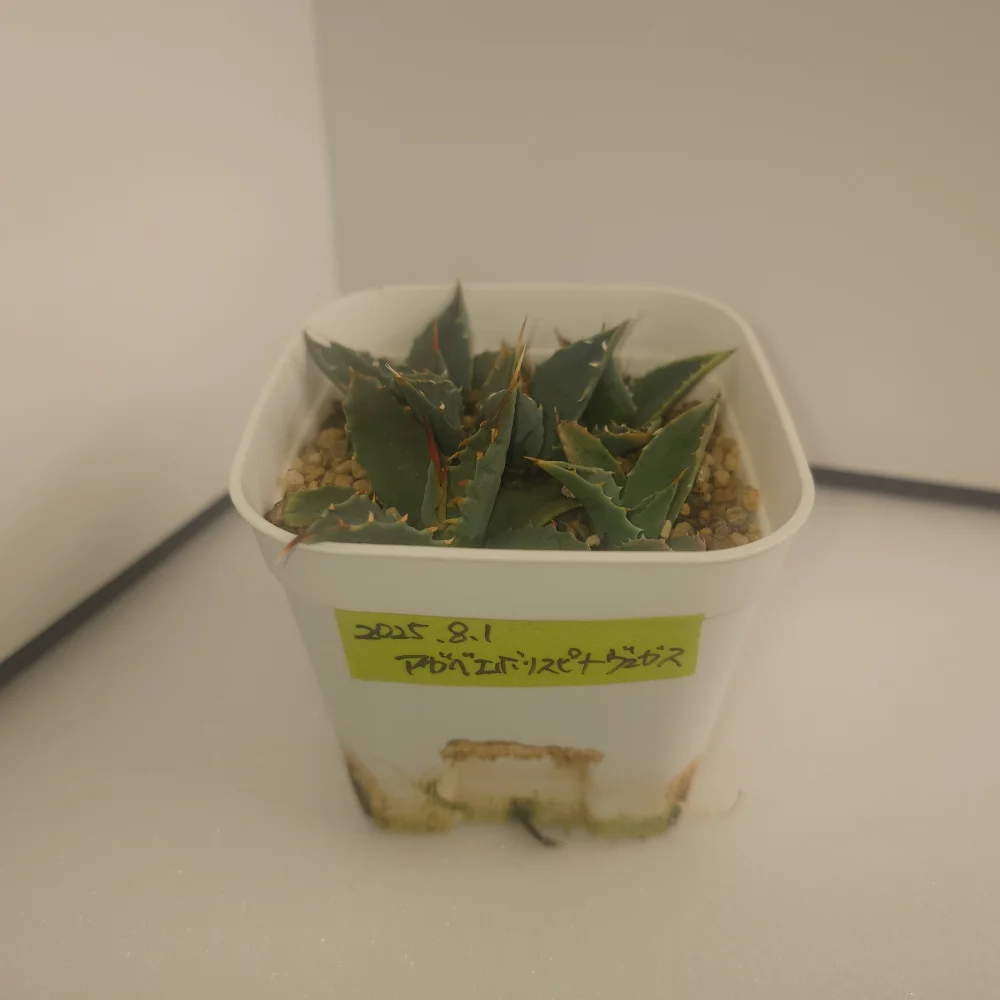 Agave utahensis var. eborispina (アガベ エボリスピナ ヴェガス 2023)