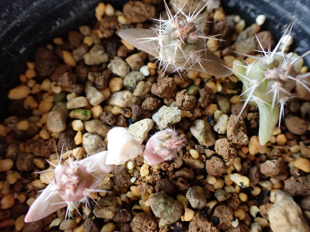 Tephrocactus geometricus (テフロカクタス ゲオメトリクス)