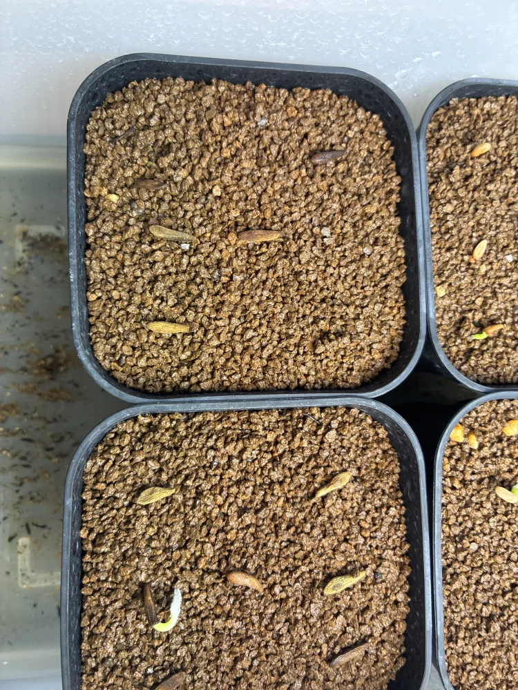 Pachypodium ambongense (パキポディウム アンボンゲンセ)