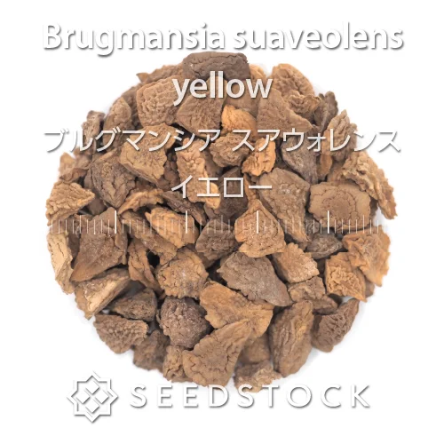 Brugmansia suaveolens yellow (ブルグマンシア スアウォレンスイエロー)