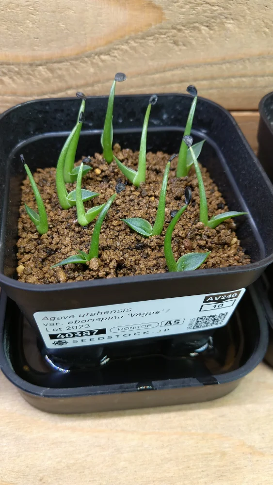 Agave utahensis var. eborispina Vegas (アガベ エボリスピナ ヴェガス)