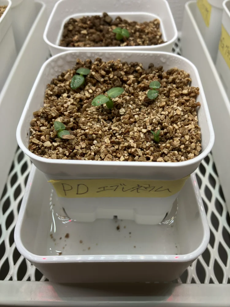 Pachypodium rosulatum var. eburneum (パキポディウム エブレネウム)