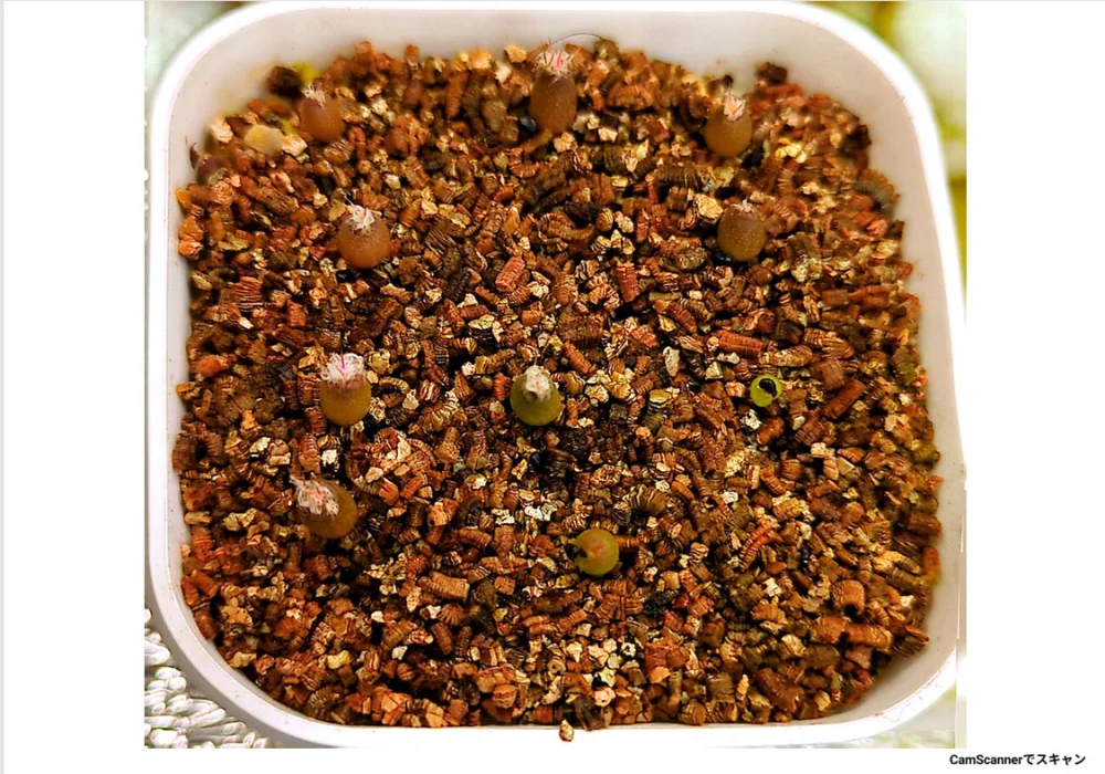 Ferocactus glaucescens (フェロカクタス グラウケスケンス)