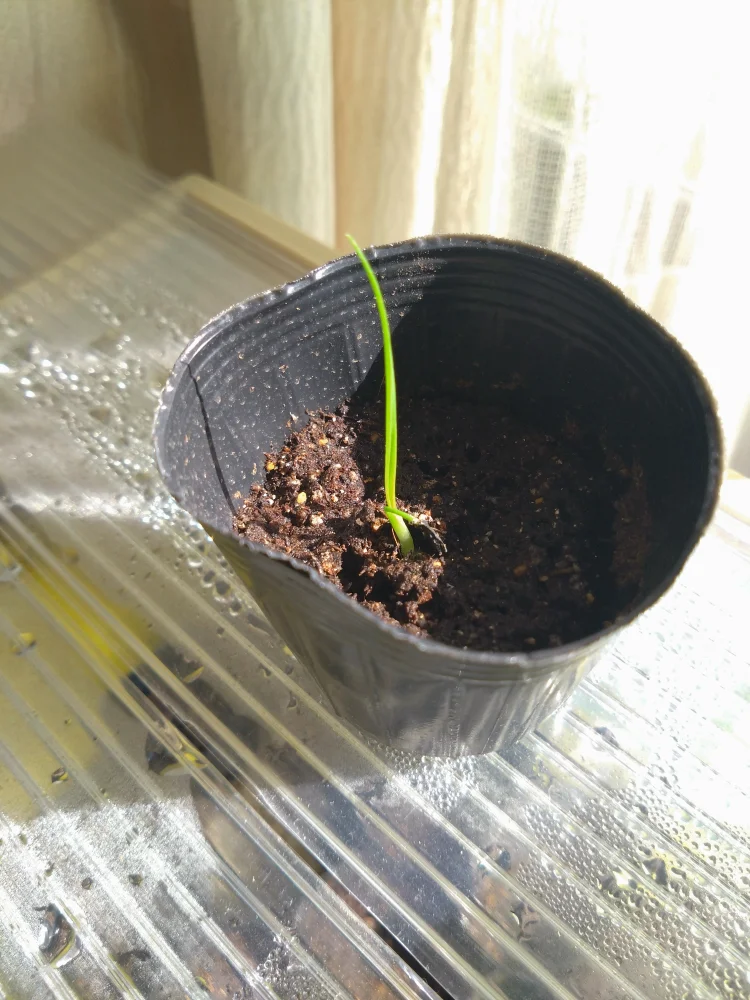 ユッカ　ロストラータ