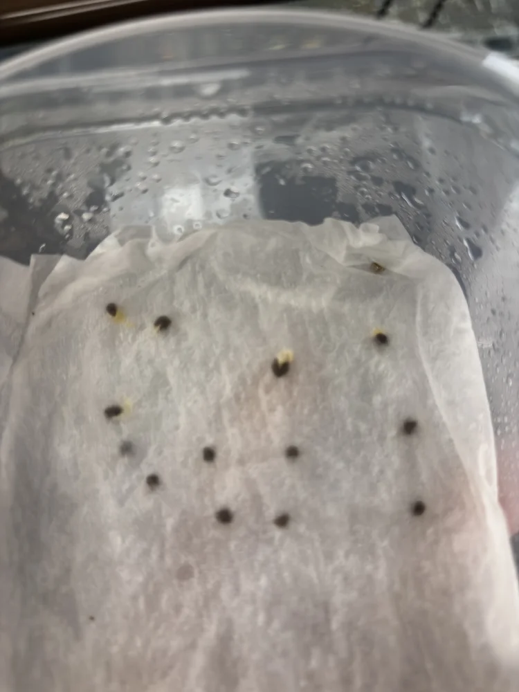 Euphorbia graniticola (ユーフォルビア グラニティコラ)