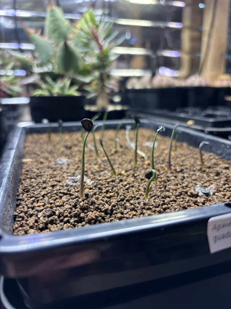 Agave guadalajarana (アガベ グアダラハラナ)