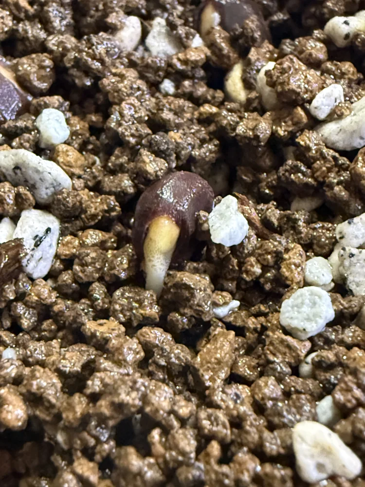 Operculicarya pachypus (オペルクリカリア パキプス)