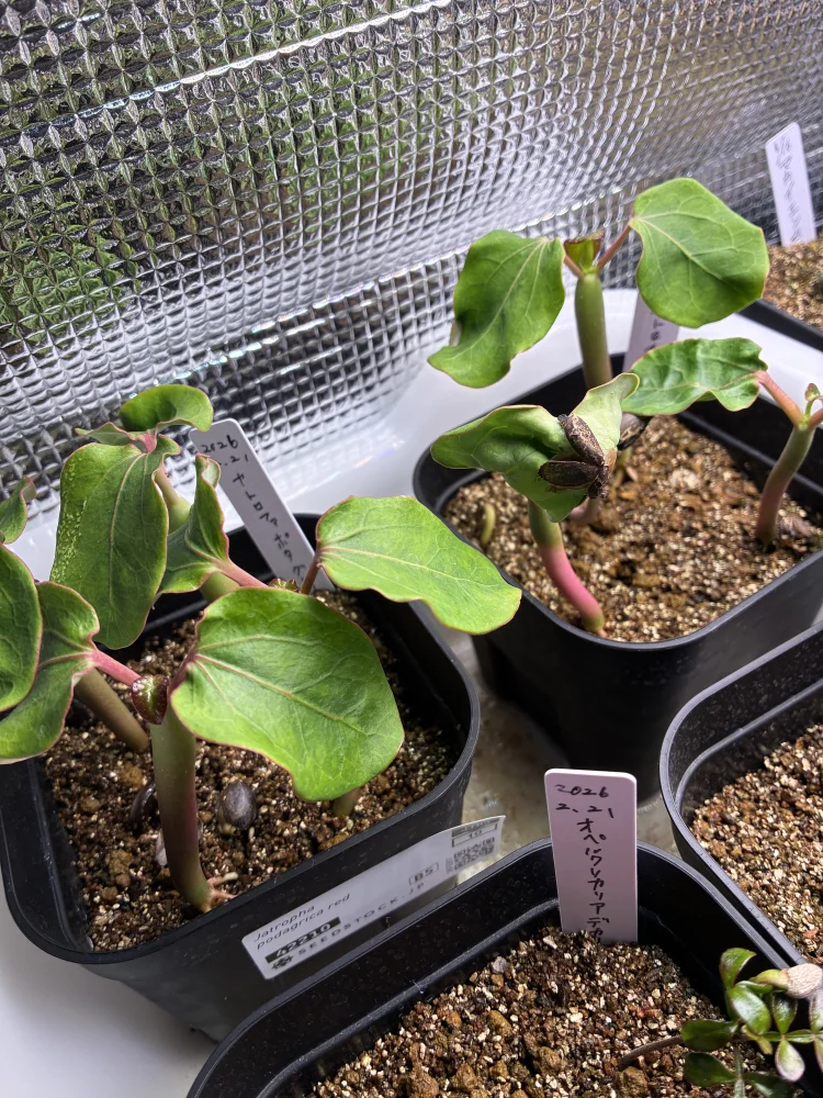 Jatropha podagrica red (ヤトロファ ポダグリカ レッド)