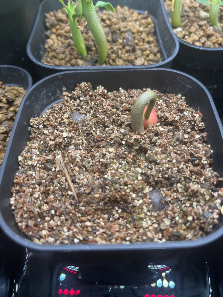 ユーフォルビア アントソ Euphorbia antso