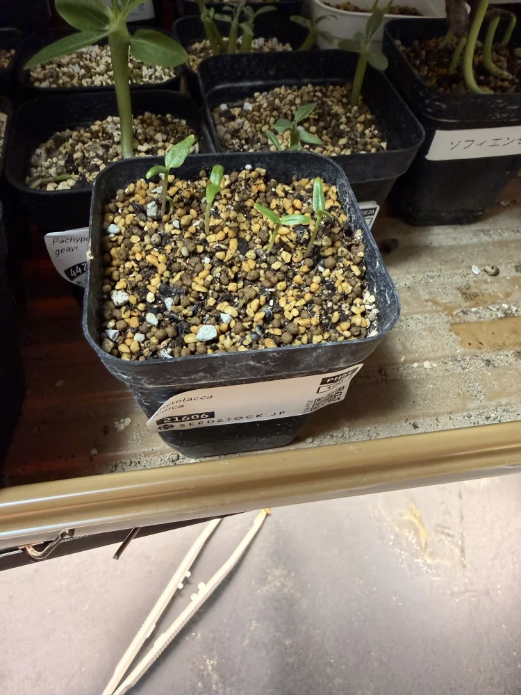 Phytolacca dioica (フィトラッカ ディオイカ)