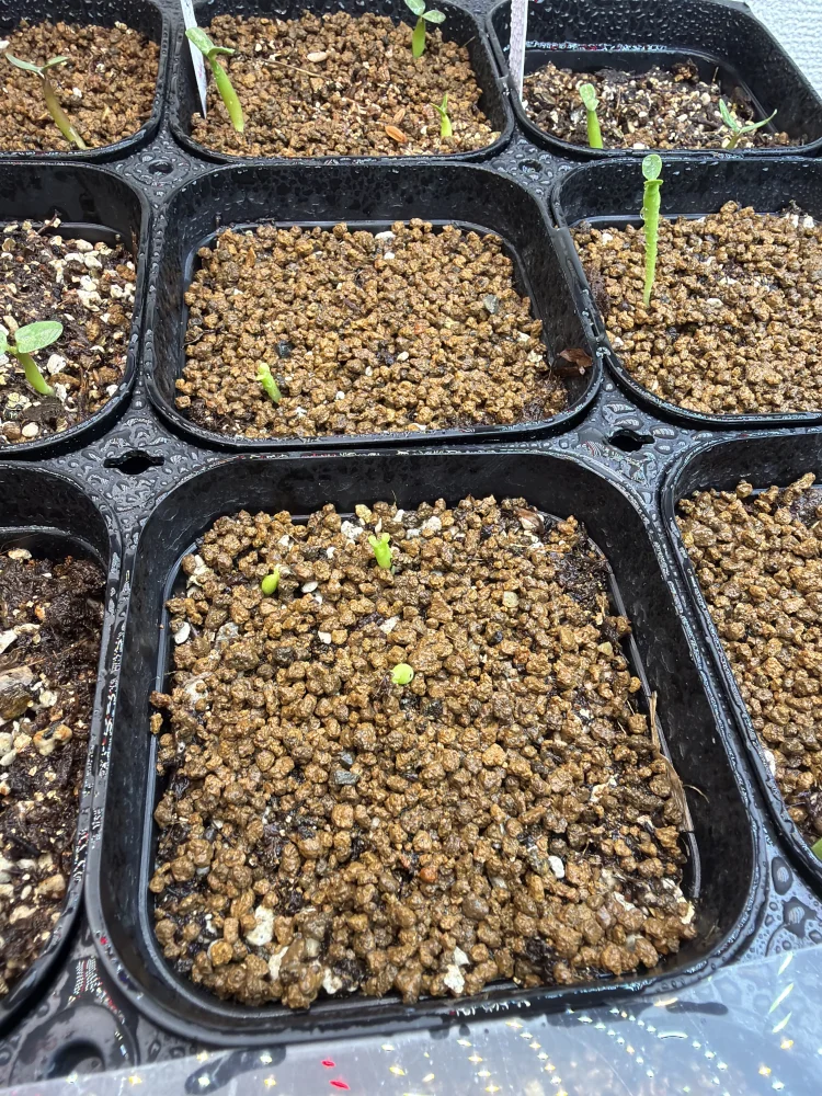 ユーフォルビア ステラータ 飛竜 Euphorbia stellata