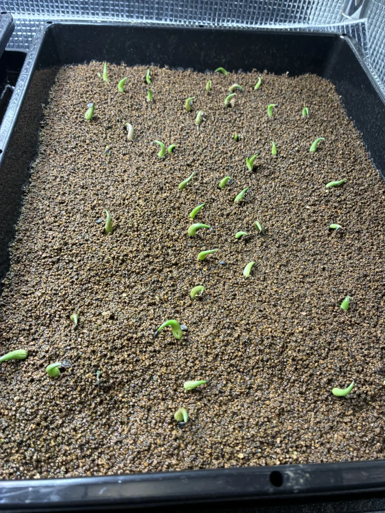 Agave oteroi Lot. (アガベ オテロイ)