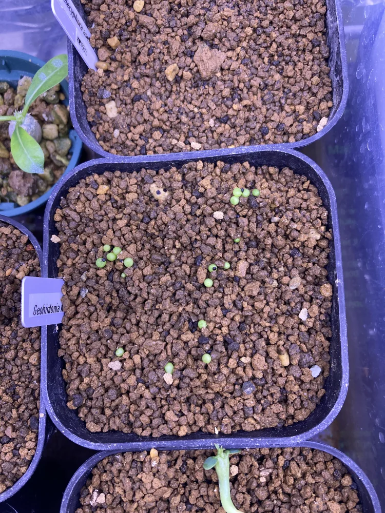 Geohintonia mexicana (ジオヒントニア メキシカーナ)