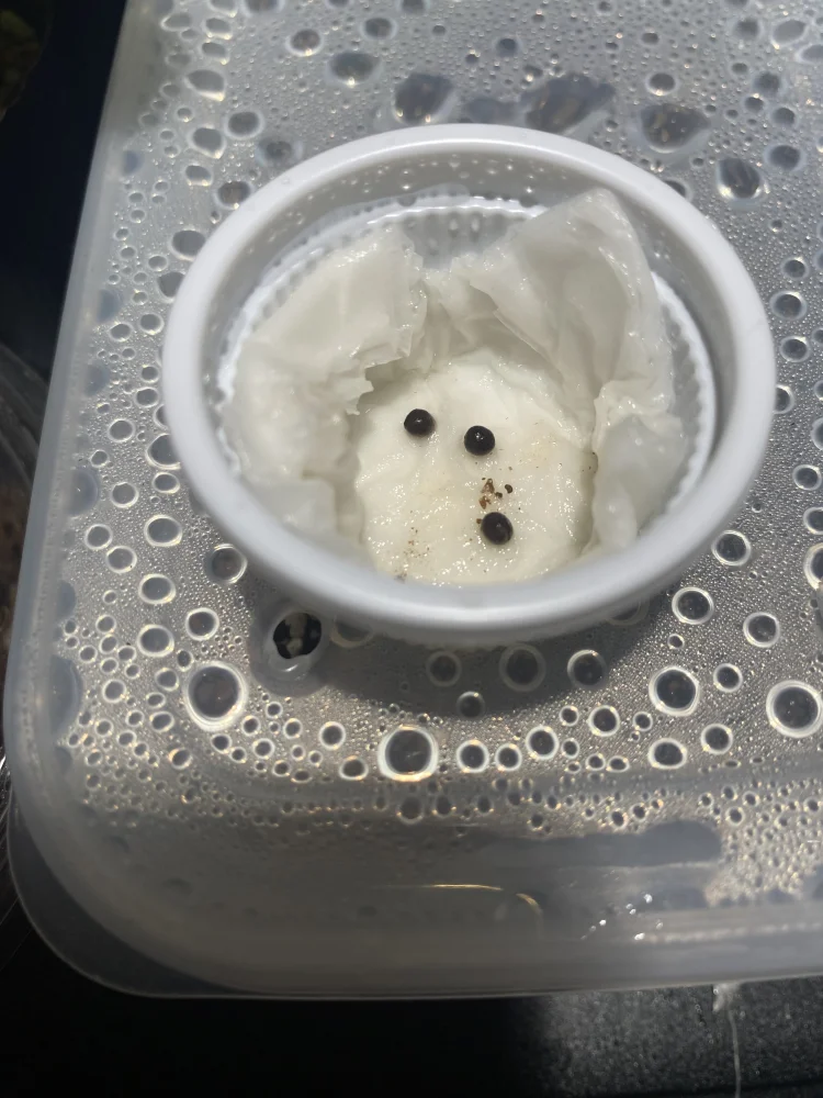 Euphorbia graniticola (ユーフォルビア グラニティコラ)